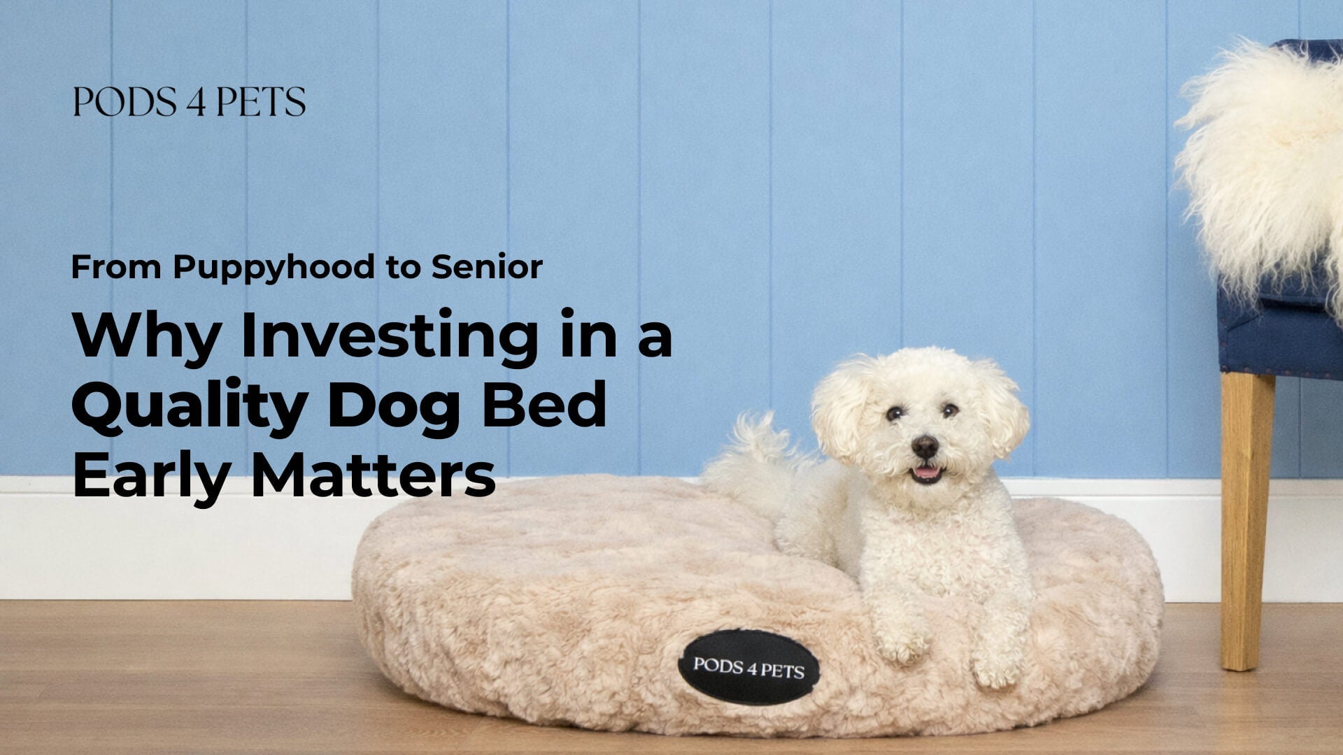 From Puppyhood to Senior: Why Investing in a Quality Dog Bed Early Matters