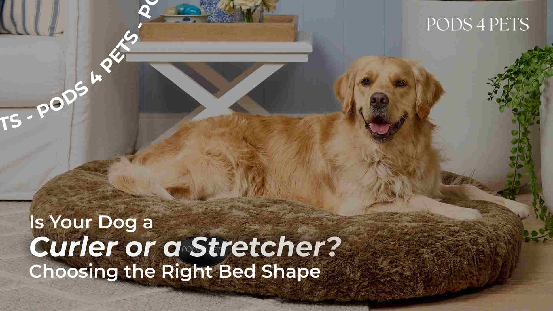 Is Your Dog a Curler or a Stretcher? Choosing the Right Bed Size