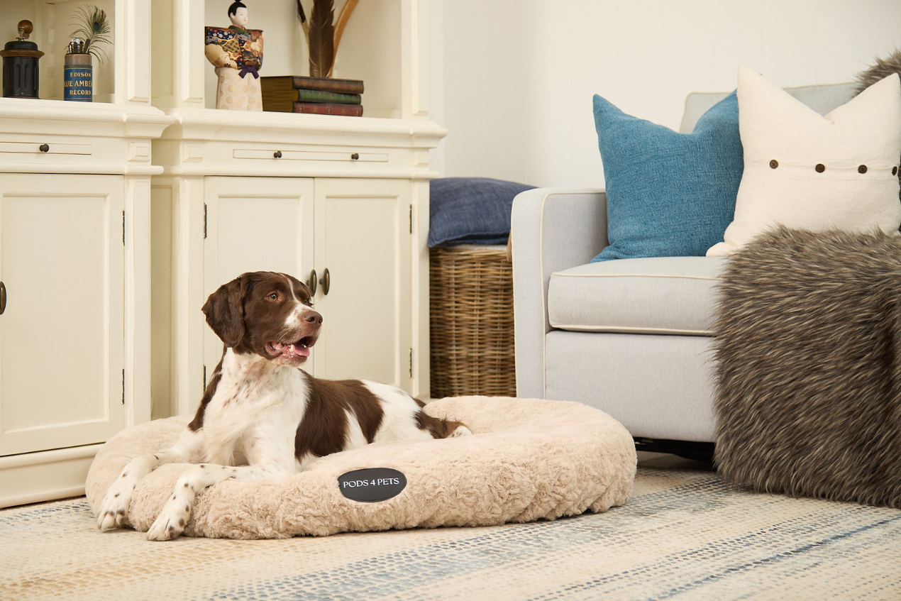 Dog sitting on a fluffy pet bed in a living room.