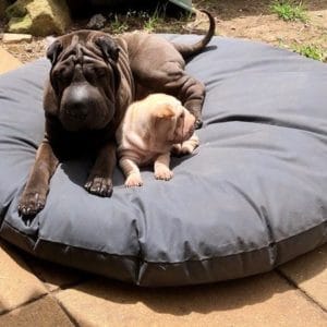 Outdoor Dog Beds