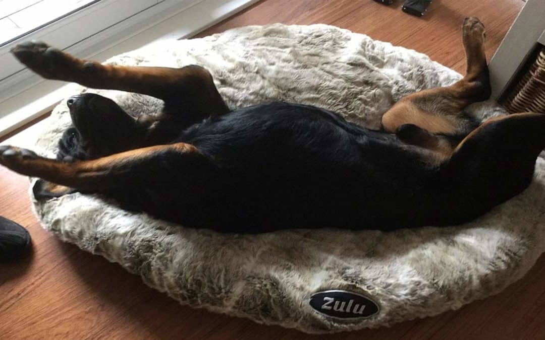 What Exactly is a Calming Dog Bed?