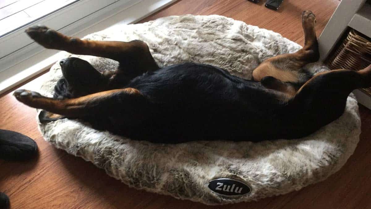 What Exactly is a Calming Dog Bed