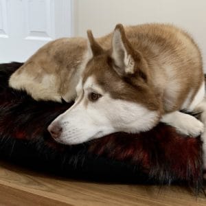 Indoor Dog Beds